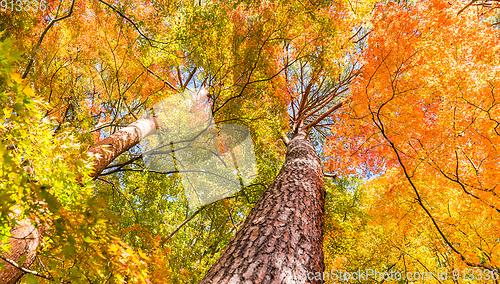 Image of Maple tree in autumn