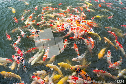 Image of Koi fish swimming in Pond