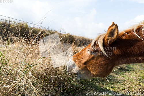 Image of Saddle horse eating grass