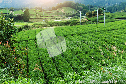 Image of Green tea farm
