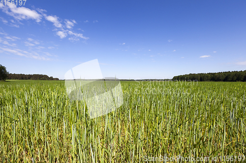 Image of summer landscape