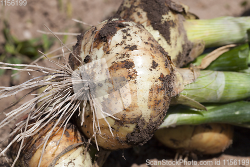 Image of new onion harvest