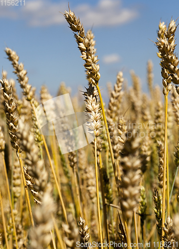 Image of golden wheat