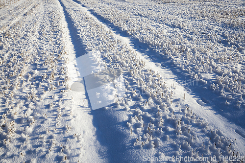 Image of Snow drifts in winter