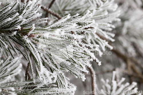 Image of Winter season