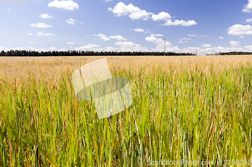 Image of summer landscape