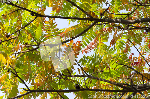 Image of autumnal trees