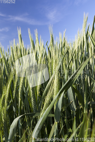 Image of green barley