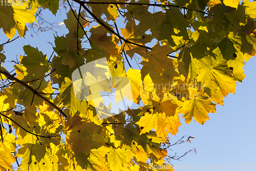 Image of Yellow maple foliage