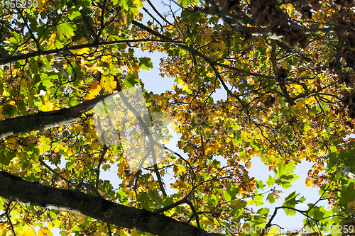 Image of changing the color of foliage