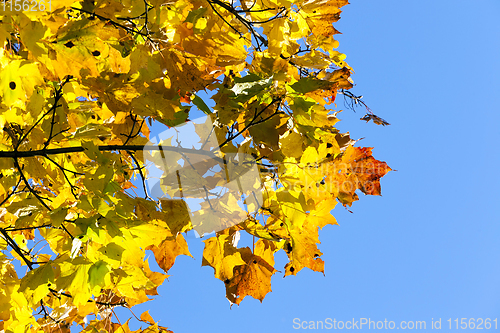 Image of colorful maple