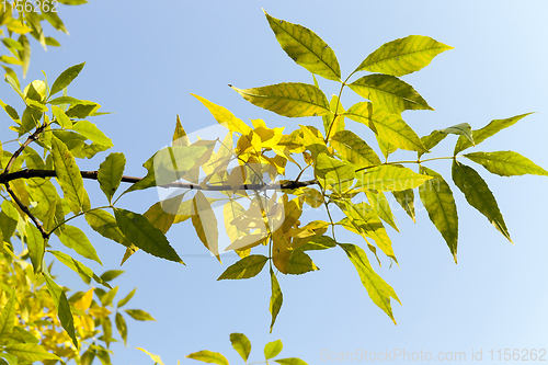 Image of maple leaves