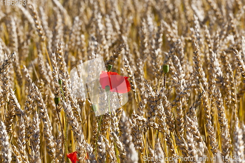 Image of red poppy flower