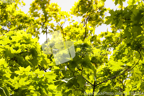 Image of maple foliage