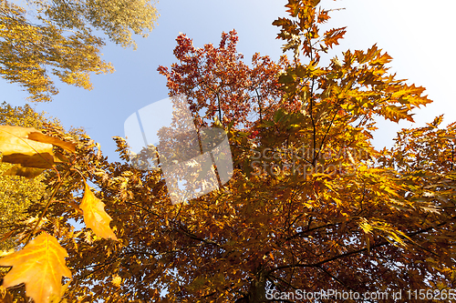 Image of park in autumn