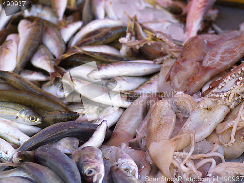 Image of fish and cuttlefish