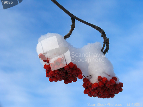 Image of Ashberry under the  Snow