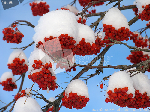 Image of Ashberry under the Snow