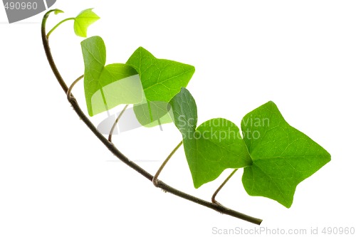 Image of Sprig of Ivy