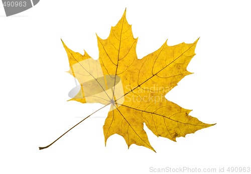 Image of Maple Leave