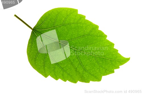 Image of Hibiscus Leaf