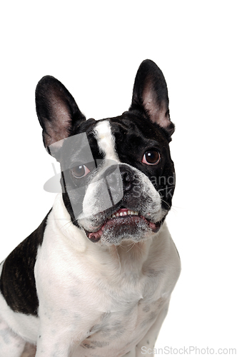 Image of Angry French bulldog dog 