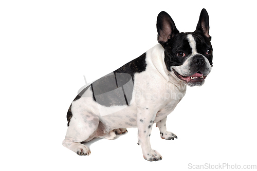 Image of Happy French bulldog dog 