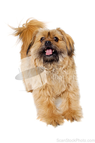Image of Happy Shih Tzu dog