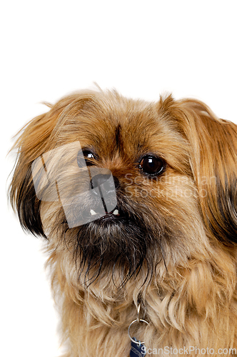 Image of Sad Shih Tzu dog 