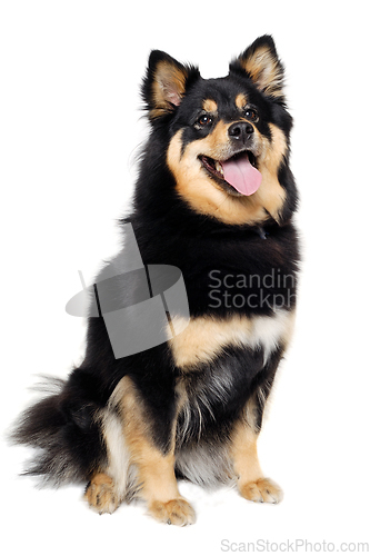 Image of Happy Finnish Lapphund dog sitting on a white background