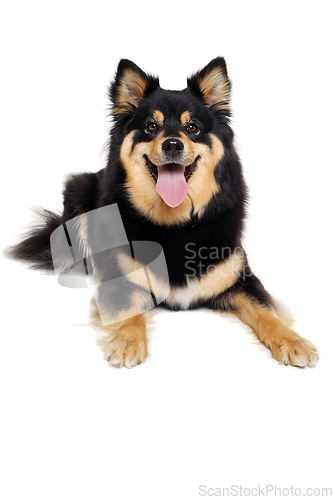 Image of Happy Finnish Lapphund dog resting on a white background