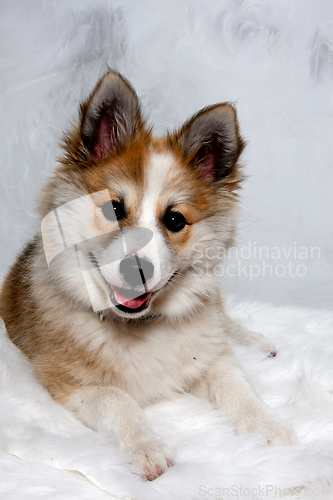 Image of Happy Norwegian lundhund dog