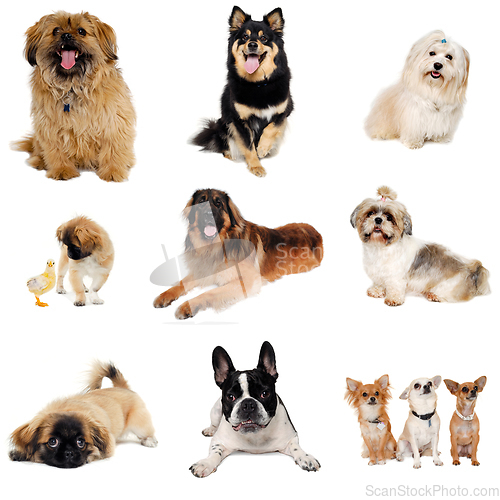 Image of collection with dogs
