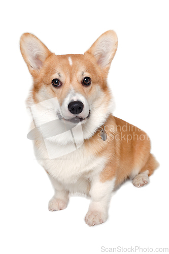 Image of Welsh Corgi Pembroke dog