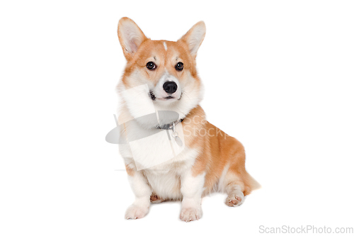 Image of Welsh Corgi Pembroke dog