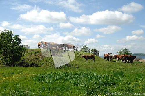 Image of Cows and green landscape