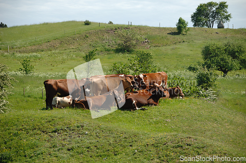 Image of Cows and green grass