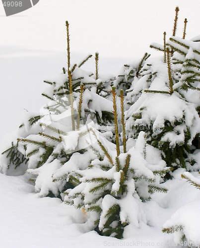 Image of Fir trees under the snow