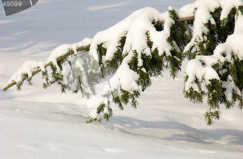 Image of Branch under the snow