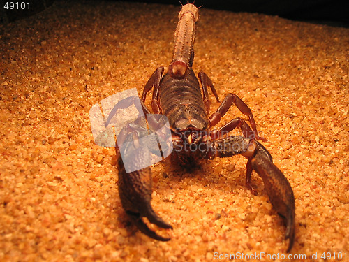 Image of Scorpion