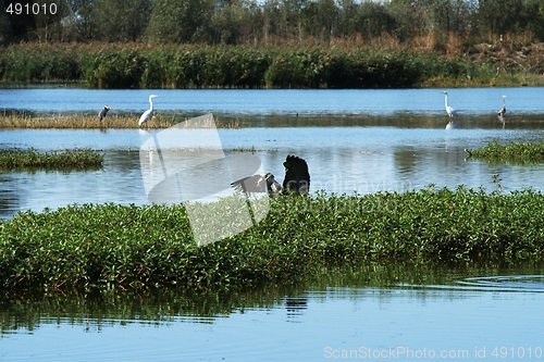 Image of Gray heron and his dinner