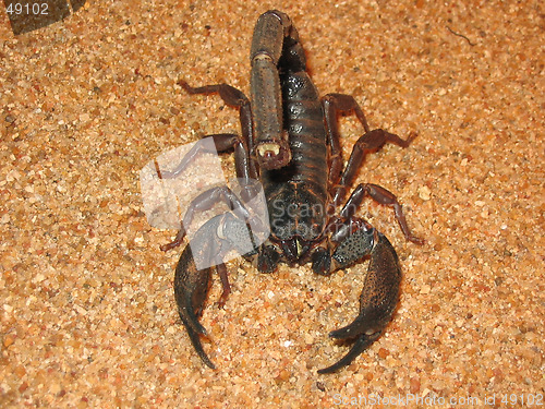 Image of Scorpion