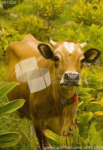 Image of Cow