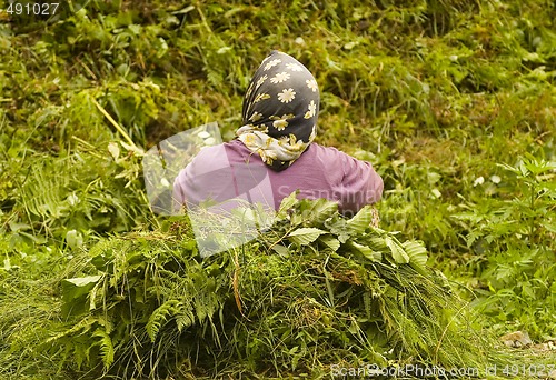 Image of Tea Plants