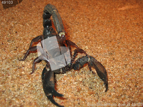 Image of Scorpion