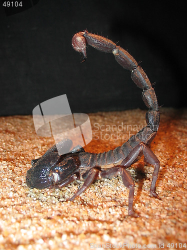 Image of Scorpion