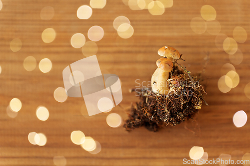 Image of variegated bolete on wooden background