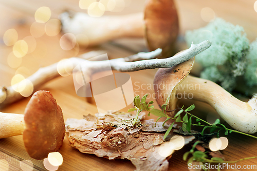 Image of boletus mushrooms, moss, branch and bark on wood