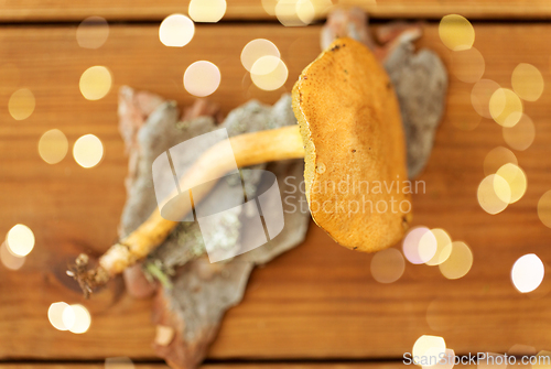 Image of suillus bovinus mushroom on wooden background