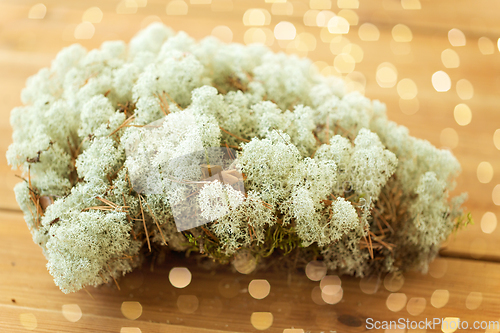 Image of close up of reindeer lichen moss